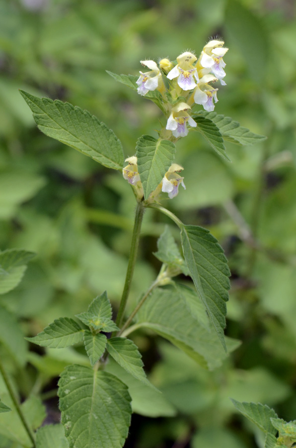 Galeopsis segetum / Canapetta campestre